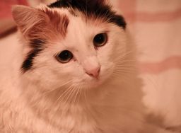 Turkish Van image