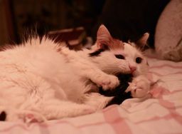 Turkish Van