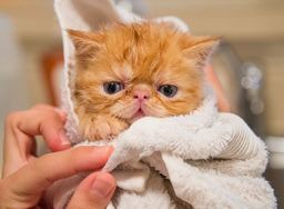 Exotic Shorthair image