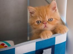 Exotic Shorthair