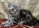 American Shorthair