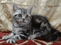 American Shorthair image