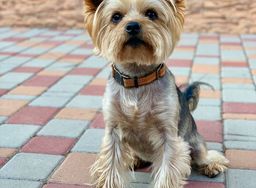 Yorkshire Terrier image