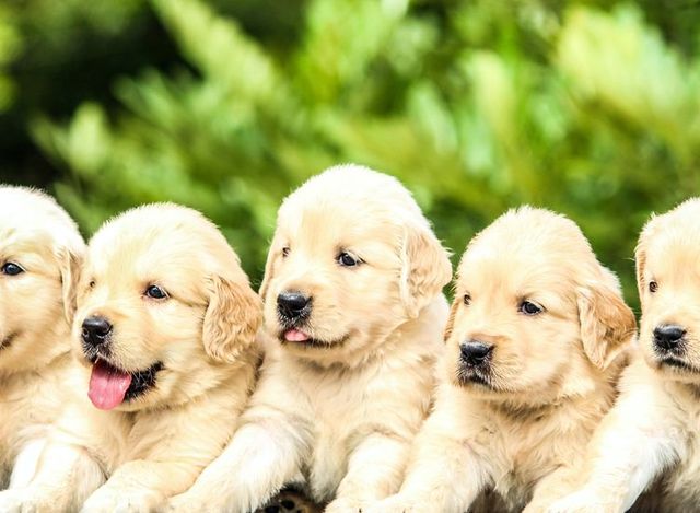 Golden Retriever image