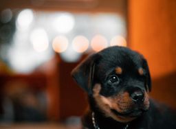 Rottweiler