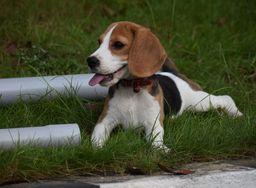 Beagle