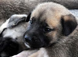 Local Dog(Mixed Breed)