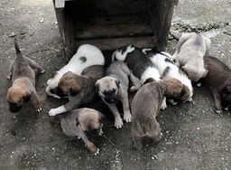 Local Dog(Mixed Breed)