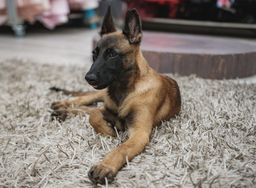 German Shepherd Dog image