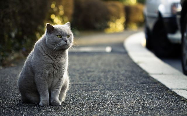 British Shorthair