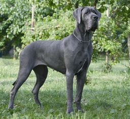 breed image