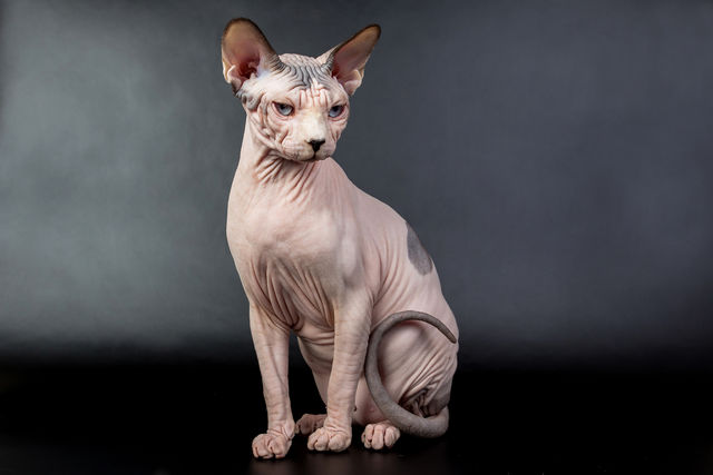 breed image