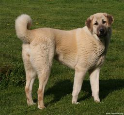 breed image