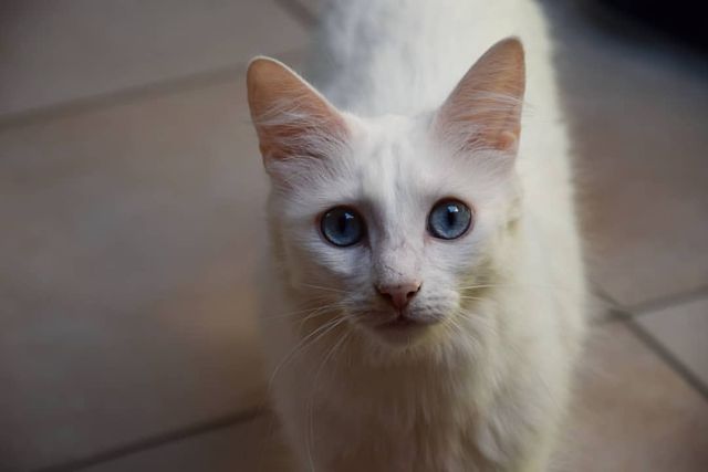 Turkish Angora