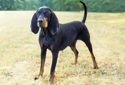 breed image