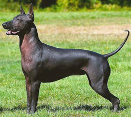 breed image