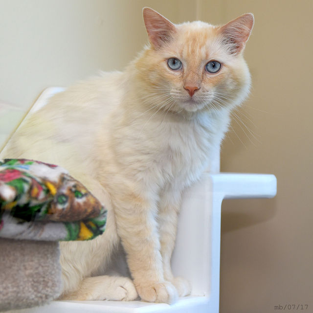 Colorpoint Shorthair