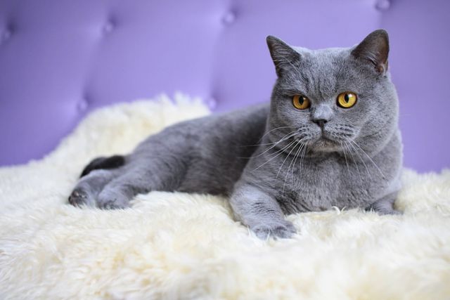 British Shorthair