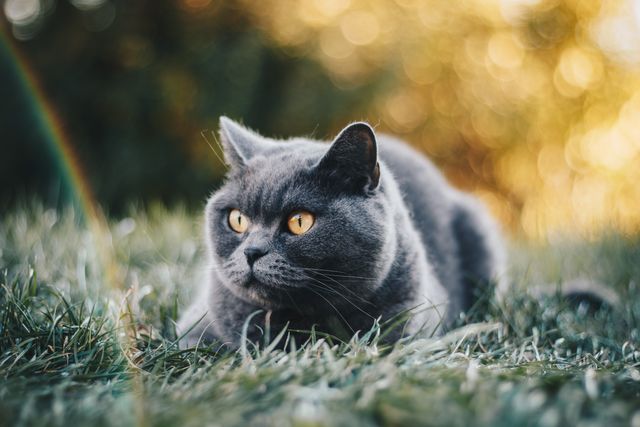 British Shorthair