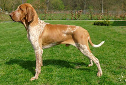 breed image