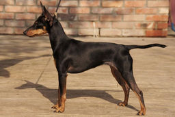 breed image