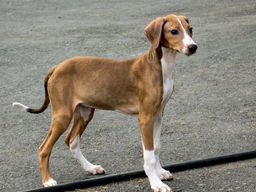 breed image