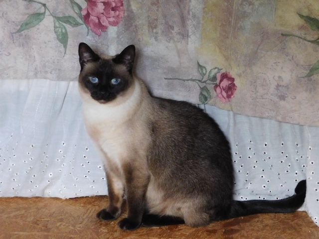 Siamese