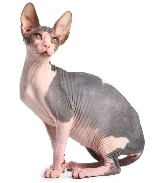 Sphynx