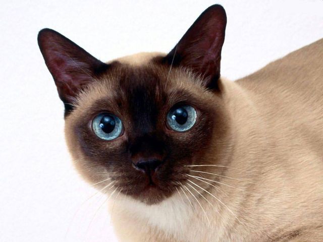 Tonkinese