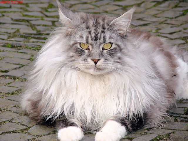 Maine Coon