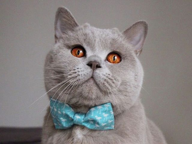 British Shorthair