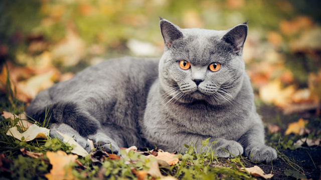 British Shorthair