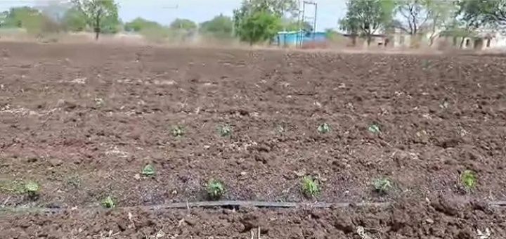 कापुसरूपी पांढरे सोने पावसा अभावी धोक्यात, शेतकरी चिंतातुर