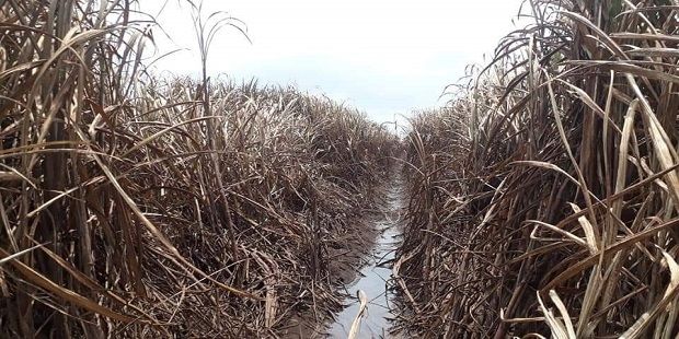 sugarcane-damaged-in-flood