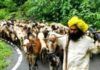 धनगर समाजासाठी मोदी घेणार ऐतिहासिक निर्णय