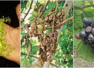 पंढरपूर परिसरातील द्राक्ष उत्पादक शेतकरी अडचणीत