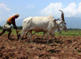 बीड जिल्ह्यात मान्सून पूर्व पावसाने शेतीच्या कामाला वेग