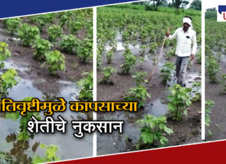 अतिवृष्टीमुळे कापसाच्या शेतीचं नुकसान