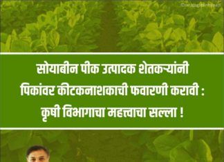 सोयाबीन पीक उत्पादक शेतकऱ्यांनी पिकांवर कीटकनाशकाची फवारणी करावी