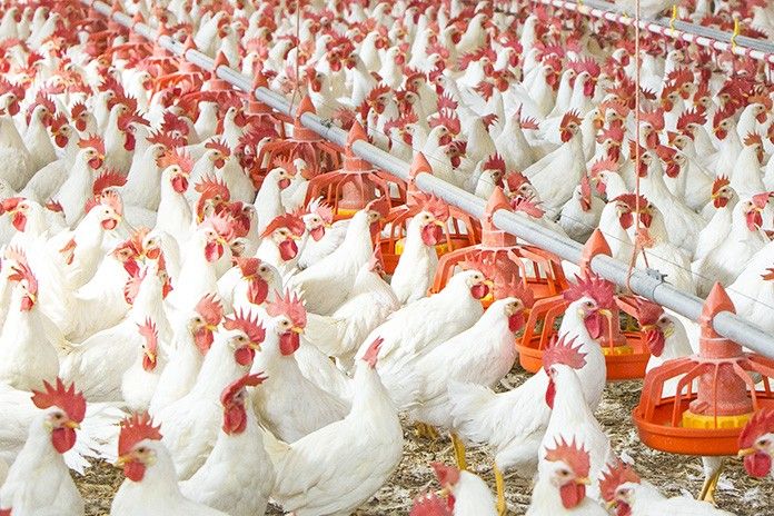 Poultry-farms-696x464