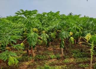 पपईवर व्हायरसचा प्रादुर्भाव….