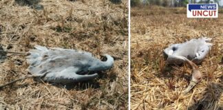`The series of deaths of Gondia stork birds continues; measures are needed for conservation