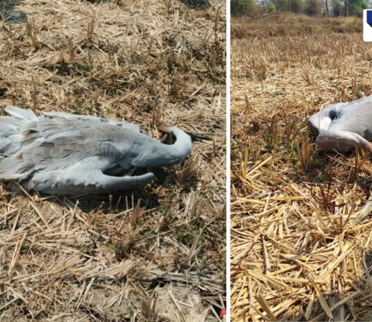 `The series of deaths of Gondia stork birds continues; measures are needed for conservation