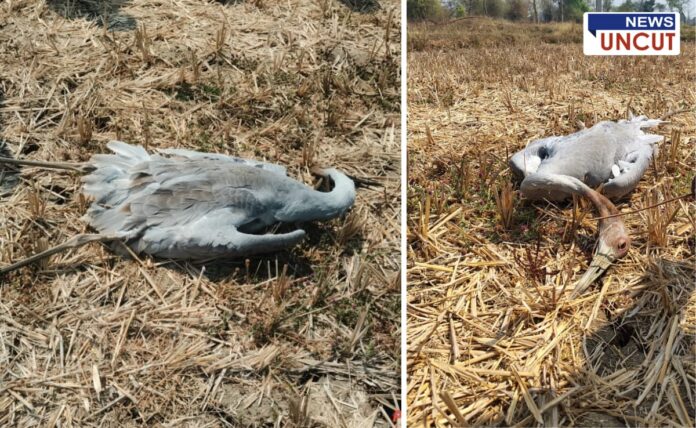 `The series of deaths of Gondia stork birds continues; measures are needed for conservation