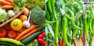 भाजीपाल्यांचे दर गडगडले, हिरवी मिरची मात्र 'आगी'त!