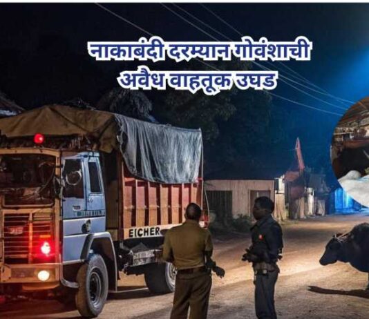 Illegal cattle trafficking in Yavatmal
