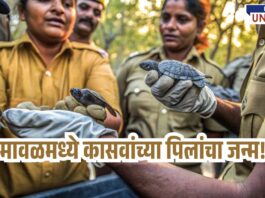 indian forest officers gently holding newly hatched baby turtles during a wildlife conservation effort in Maval, Maharashtra. The officers are wearing uniforms and gloves, showing care while handling the rare softshell turtle hatchlings. The scene reflects a successful artificial incubation and release initiative. Text overlay in Marathi reads: “मावळमध्ये कासवांच्या पिलांचा जन्म!” meaning “Turtle hatchlings born in Maval!