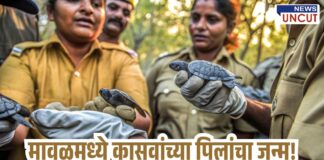 indian forest officers gently holding newly hatched baby turtles during a wildlife conservation effort in Maval, Maharashtra. The officers are wearing uniforms and gloves, showing care while handling the rare softshell turtle hatchlings. The scene reflects a successful artificial incubation and release initiative. Text overlay in Marathi reads: “मावळमध्ये कासवांच्या पिलांचा जन्म!” meaning “Turtle hatchlings born in Maval!