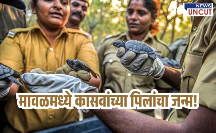 indian forest officers gently holding newly hatched baby turtles during a wildlife conservation effort in Maval, Maharashtra. The officers are wearing uniforms and gloves, showing care while handling the rare softshell turtle hatchlings. The scene reflects a successful artificial incubation and release initiative. Text overlay in Marathi reads: “मावळमध्ये कासवांच्या पिलांचा जन्म!” meaning “Turtle hatchlings born in Maval!