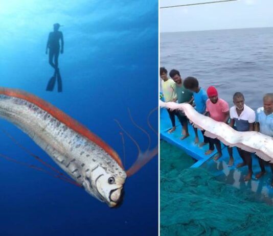 Oarfish Sighting in Tamil Nadu 2025 (Doomsday Fish myth or scientific reality)